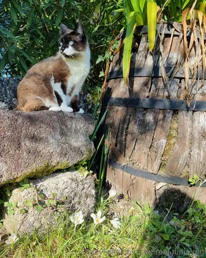 The Real Ninja Girl OnlyFans Leaked Free Thumbnail Picture - #EB4ohLsB0F