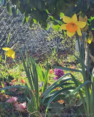 The Real Ninja Girl OnlyFans Leaked Free Thumbnail Picture - #Fx5AZVStMo