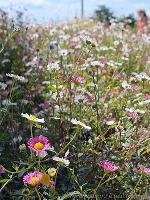 The Real Ninja Girl OnlyFans Leaked Free Thumbnail Picture - #G1bG5hXZv1