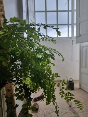 The Real Ninja Girl OnlyFans Leaked Free Thumbnail Picture - #JBKwTrBuc8