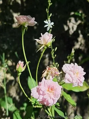 The Real Ninja Girl OnlyFans Leaked Free Thumbnail Picture - #PKDiBAUxnc