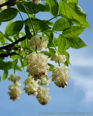 The Real Ninja Girl OnlyFans Leaked Free Thumbnail Picture - #QmkL1xiWkX