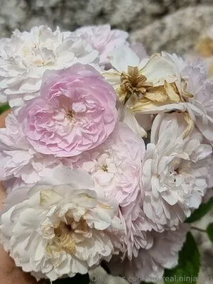 The Real Ninja Girl OnlyFans Leaked Free Thumbnail Picture - #R5mZepqxQu