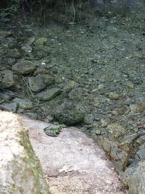 The Real Ninja Girl OnlyFans Leaked Free Thumbnail Picture - #RQJD8huGw0