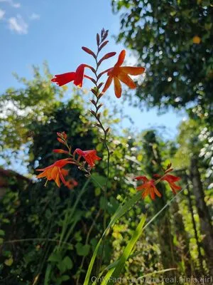 The Real Ninja Girl OnlyFans Leaked Free Thumbnail Picture - #Xs4kSgufTw