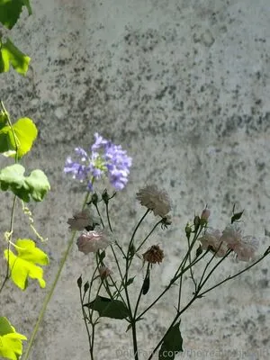 The Real Ninja Girl OnlyFans Leaked Free Thumbnail Picture - #b2OuZPgvIp