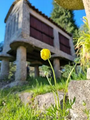 The Real Ninja Girl OnlyFans Leaked Free Thumbnail Picture - #c4AJ8mS9Vl