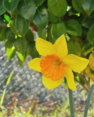 The Real Ninja Girl OnlyFans Leaked Free Thumbnail Picture - #jlvw7vp71f