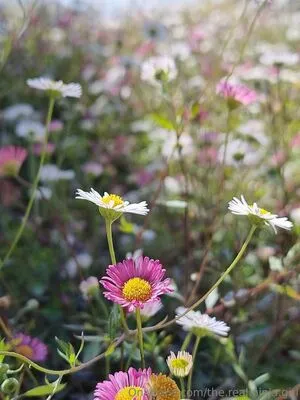 The Real Ninja Girl OnlyFans Leaked Free Thumbnail Picture - #oyMwrDoJ50