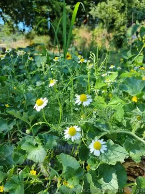 The Real Ninja Girl OnlyFans Leaked Free Thumbnail Picture - #pUX3rfGuTa