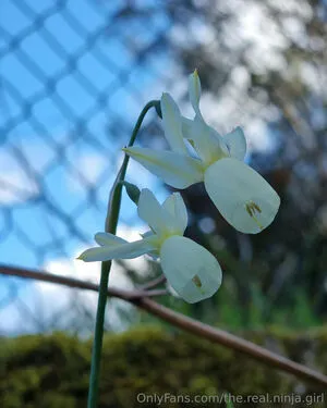 The Real Ninja Girl OnlyFans Leaked Free Thumbnail Picture - #uND4x0mn2e