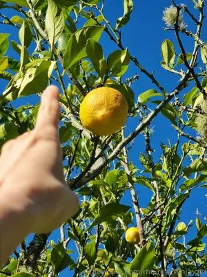 The Real Ninja Girl OnlyFans Leaked Free Thumbnail Picture - #zJK1zO11k9