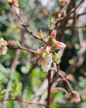 The Real Ninja Girl OnlyFans Leaked Free Thumbnail Picture - #zfueCtbqjt