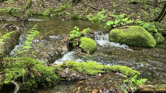 Therivergray OnlyFans Leaked Free Thumbnail Picture - #007NGyPNtB