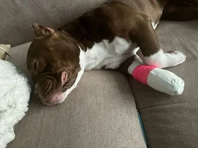 Tigeetrans OnlyFans Leaked Free Thumbnail Picture - #HEYDXvAnt4