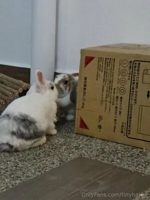 Tinyhakka OnlyFans Leaked Free Thumbnail Picture - #ypFzkwgUh1