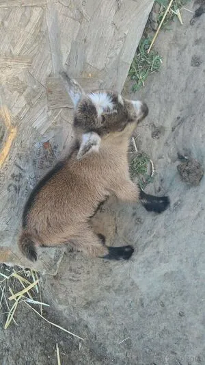 U128307005 OnlyFans Leaked Free Thumbnail Picture - #AiyLRdSyld