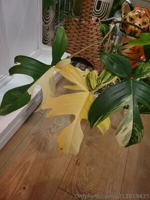 U213919435 OnlyFans Leaked Free Thumbnail Picture - #3SjvbJNuEG