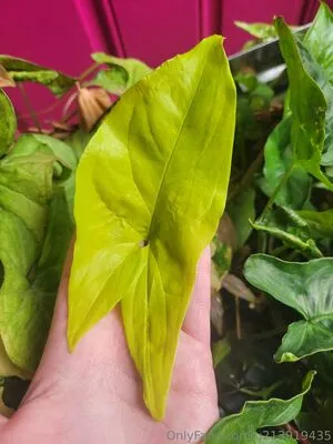 U213919435 OnlyFans Leaked Free Thumbnail Picture - #A6u6jZbjOK