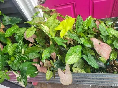 U213919435 OnlyFans Leaked Free Thumbnail Picture - #IoDSt8bOrk