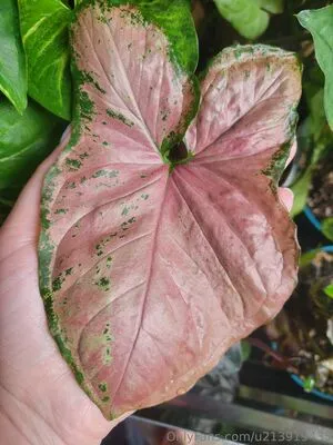 U213919435 OnlyFans Leaked Free Thumbnail Picture - #PuovpGYvH0