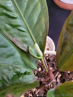 U213919435 OnlyFans Leaked Free Thumbnail Picture - #XXBreKtKvm