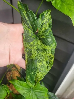 U213919435 OnlyFans Leaked Free Thumbnail Picture - #dxhix0jmbA