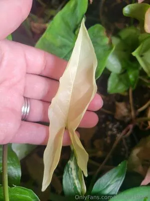 U213919435 OnlyFans Leaked Free Thumbnail Picture - #etV8EECss8