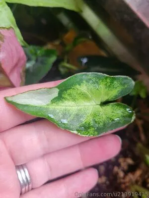 U213919435 OnlyFans Leaked Free Thumbnail Picture - #s7hoSyDCMN