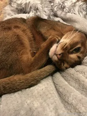 Ulolity OnlyFans Leaked Free Thumbnail Picture - #7noBv3AJ9Y