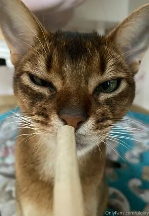 Ulolity OnlyFans Leaked Free Thumbnail Picture - #tZzmuXIcQV