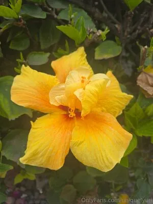 Uniquelyuri OnlyFans Leaked Free Thumbnail Picture - #9uMy23yq5Z