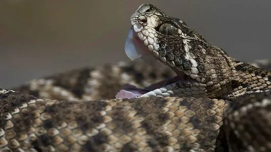 Venomous OnlyFans Leaked Free Thumbnail Picture - #8bADcJv0Lc