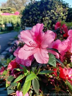 Venusagus OnlyFans Leaked Free Thumbnail Picture - #gPWLwKrMZj