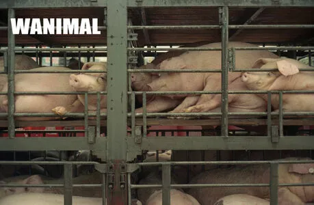 Wanimal Models OnlyFans Leaked Free Thumbnail Picture - #47fACQW7u6