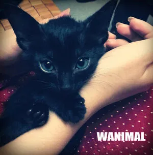 Wanimal Models OnlyFans Leaked Free Thumbnail Picture - #95gcYxT8ye