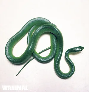 Wanimal Models OnlyFans Leaked Free Thumbnail Picture - #ojXG9wIOb5