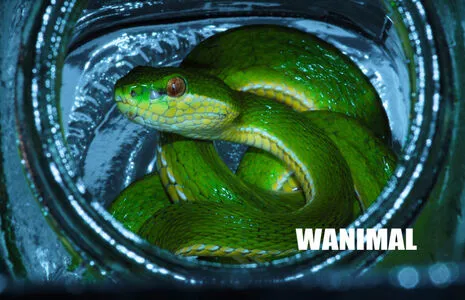 Wanimal Models OnlyFans Leaked Free Thumbnail Picture - #zJ8A0juNsp