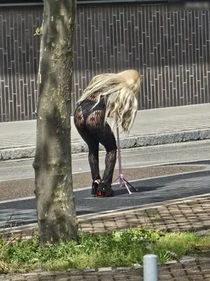 Wer Ist Das OnlyFans Leaked Free Thumbnail Picture - #gjg1qoFsEq