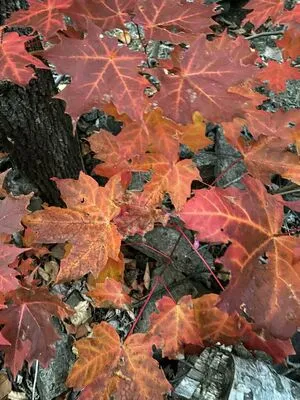 Whoopsiidaisy OnlyFans Leaked Free Thumbnail Picture - #ImWYRz8Sj3