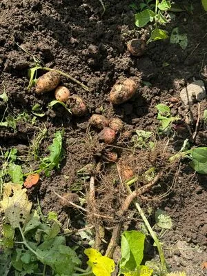 Wm Jules OnlyFans Leaked Free Thumbnail Picture - #OLgFFUzy53