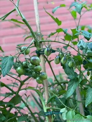 Wolfofthewild OnlyFans Leaked Free Thumbnail Picture - #QKkBRHcQR2