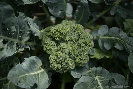 Wolfofthewild OnlyFans Leaked Free Thumbnail Picture - #ft3ruUxhw5