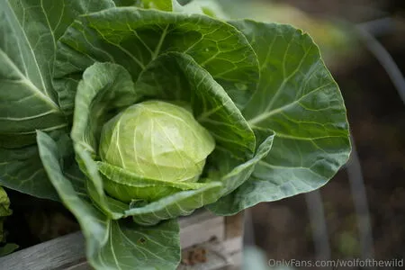 Wolfofthewild OnlyFans Leaked Free Thumbnail Picture - #gefVtlpcbK