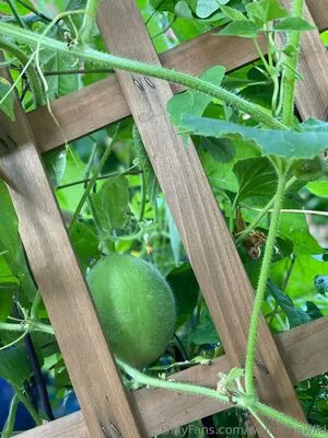 Wolfofthewild OnlyFans Leaked Free Thumbnail Picture - #iWPnAHFeHv