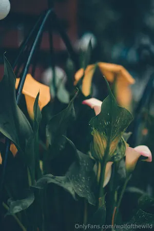 Wolfofthewild OnlyFans Leaked Free Thumbnail Picture - #qT8vWUZnAs