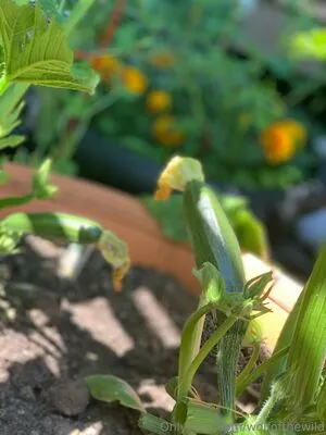 Wolfofthewild OnlyFans Leaked Free Thumbnail Picture - #rq4pQqZEsi