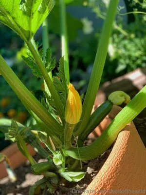 Wolfofthewild OnlyFans Leaked Free Thumbnail Picture - #sMcDDH0wC2