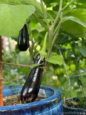 Wolfofthewild OnlyFans Leaked Free Thumbnail Picture - #wJsLEoRRO1