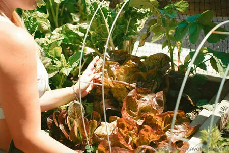 Wolfofthewild OnlyFans Leaked Free Thumbnail Picture - #zjO9hBDnVP